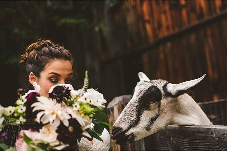 bride and goat